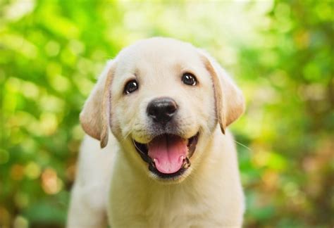 Best Quality Golden Retriever Puppies For Sale In Singapore 2022
