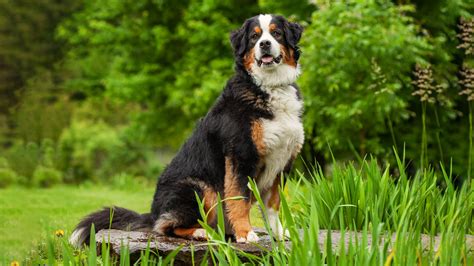 Pet Bernese Mountain Dog Personality Diet And Care Lil Pet