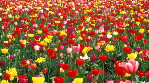 75 Flower Garden Background Wallpapersafari