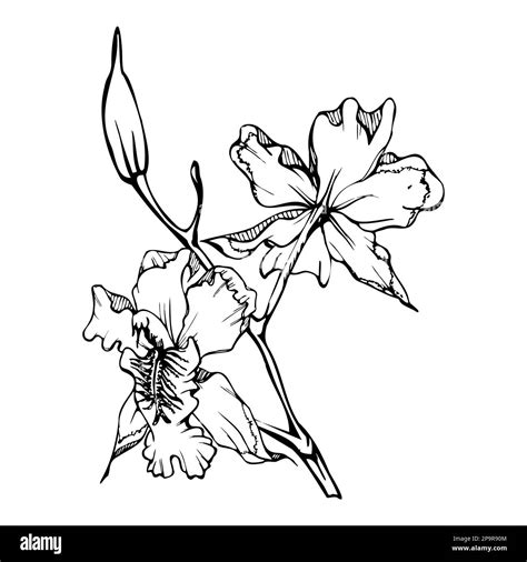 Hand Drawn Vector Ink Orchid Flowers Stems Leaves Monochrome