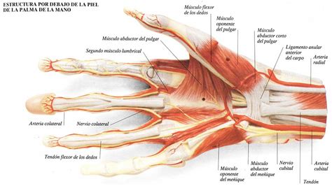 Ejercitando Los Músculos De La Mano Lacarne Magazine