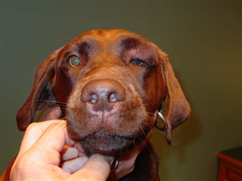 My Dog Has Swelling Around His Snout And Eyes And I Can See