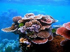 Coral Reefs | Eton Natural History Museum