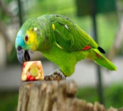 10 Tasty And Healthy Treats For Pet Birds Pet Birds Best Pet Birds