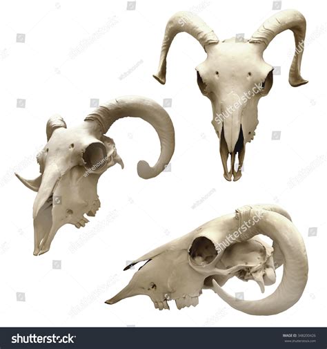 Ram Skull Different Views Isolated On Stock Illustration