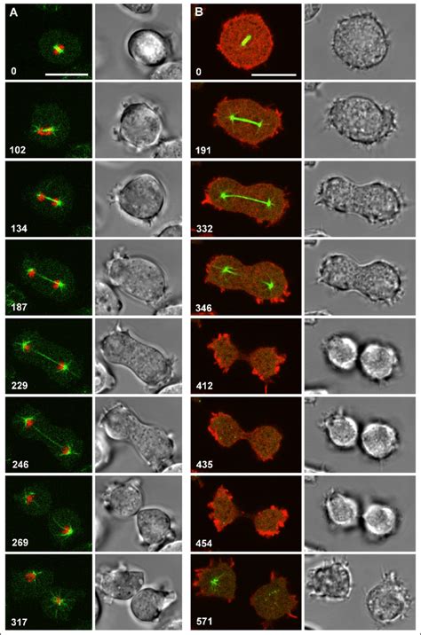 Mitosis And Cytokinesis In Wild Type Cells Of Dictyostelium Discoideum