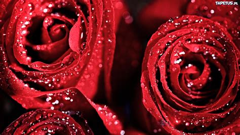 Czerwone Róże Krople Rosy