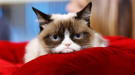 Grumpy Cat Has Died And We Bid A Final Adieu To A Long