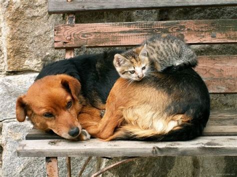 These 25 Cats Sleeping On Dogs Couldnt Be Cuter If They Tried Daily