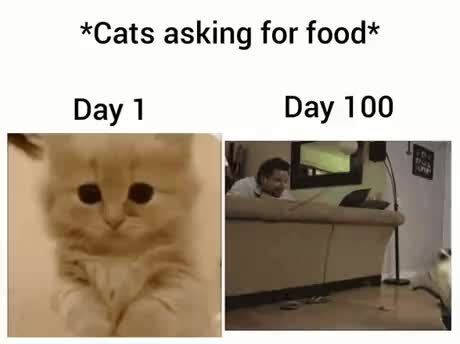 Hungry Cat Meme By Schizoidman Memedroid