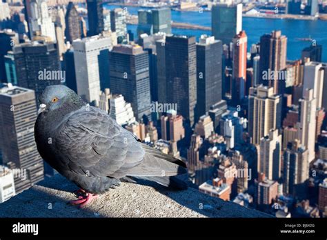 Pigeon New York City High Resolution Stock Photography And Images Alamy
