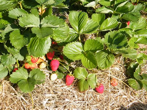 Strawberries Makaria Farm