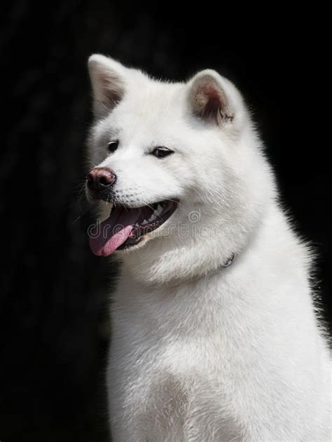 Raza De Perro Blanco Akita Japonesa Ainu Foto De Archivo Imagen De