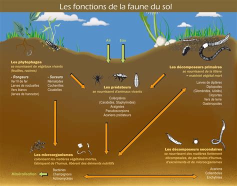 Travailleurs De Lombre Les Autres Auxilliaires Les Pimprenelles