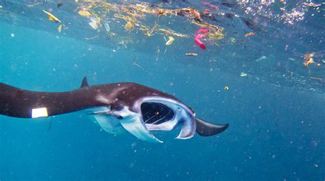 Microplastics Pose Threats To Iconic Ocean Giants