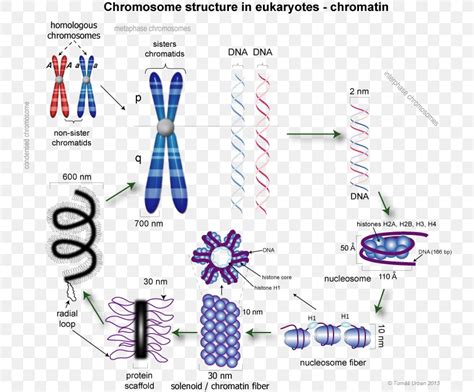 Eukaryotic Chromosome Structure Chromatin Chromatid Dna Condensation Png 744x679px Chromosome