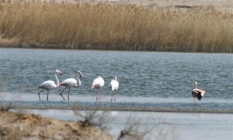 Flamingos Rest By Lake In Ulan Buh Desert Inner Mongolia Global Times