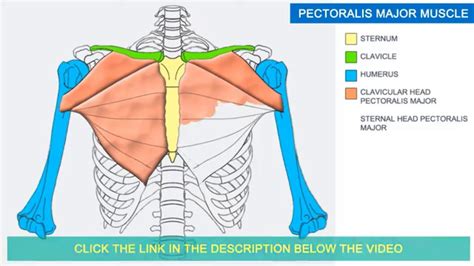 Pectoralis Major On Women Pectoralis Major Origin Insertion Porn Sex