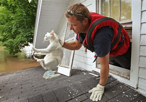Cat Saved By Firemen Cat Rescue Kitten Rescue Cats