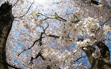 Fonds Décran Printemps Sakura Blanc Arbre Fleurs 2560x1600 Hd Image