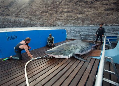 Dog sitting is big business. Biggest Great White Shark Caught, Released