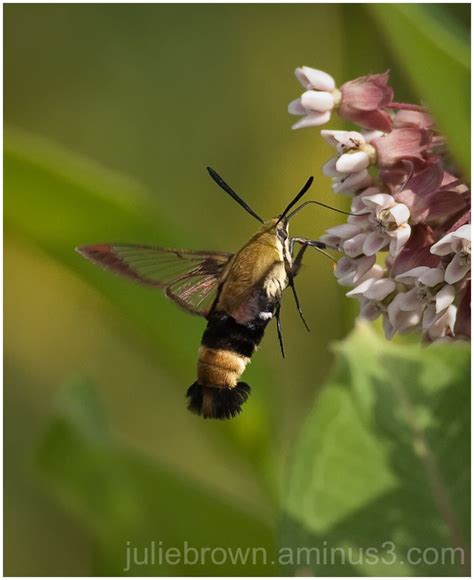 Snowberry Clearwing Moth Hemaris Diffinis Animal And Insect Photos