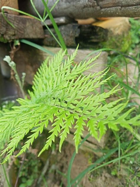 A Kind Of Wild Fern With Green Leaves And Sharp Ends Stock Image