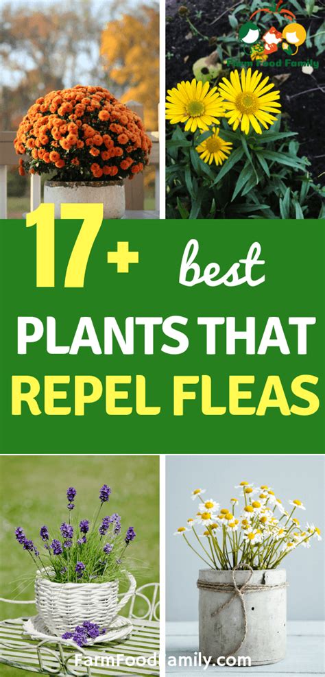Natural Flea Repellents: 17 [BEST] Plants That Repel Fleas