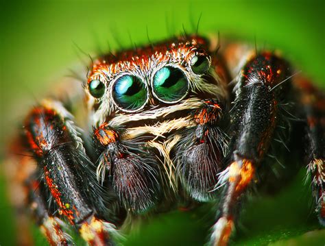 Fileflickr Lukjonis Male Jumping Spider Evarcha Arcuata Set Of