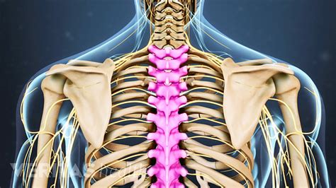 Each are symmetrically paired on a right and left side. A Guide to Spinal Anatomy and What Can Go Wrong