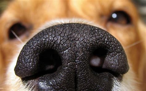 ¿CÓMO FUNCIONA EL OLFATO DE MI PERRO? | Dog Dog - Encaminando a tu perro