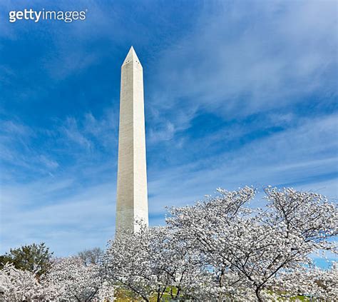 Washington Monument Towers Over Cherry Blossoms 이미지 183809122 게티이미지뱅크