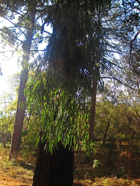 Sunbeam On Eucalyptus Tree Free Stock Photo Public Domain Pictures