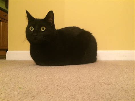 Black Cat Loaf Catloaf