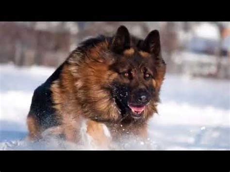 En effet garder un chien de sa chienne à. TOP 15 DES MEILLEURS CHIENS DE GARDE !!! - YouTube