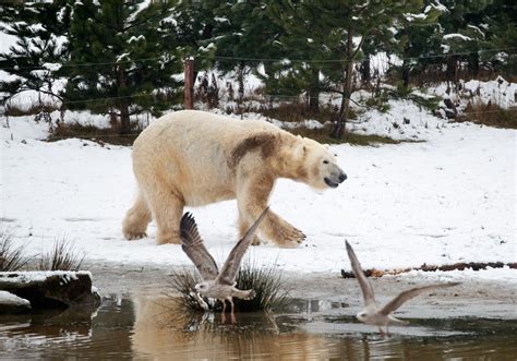 Polar Bear Attacks And Kills Woman And Boy In Remote Alaskan Village