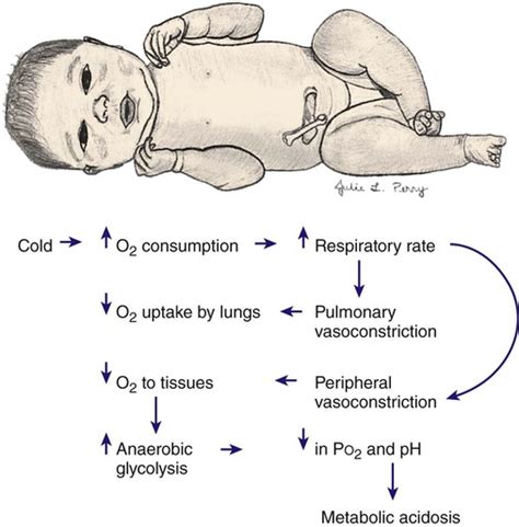 Physiologic And Behavioral Adaptations Of The Newborn Nurse Key
