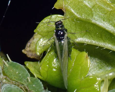 http://influentialpoints.com/Gallery/Aphis_grossulariae_gooseberry-willowherb_aphid.htm