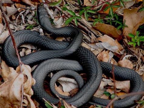 Drawing black racer snake with with color pencils through our step by step tutorial with video. Facts About Southern Black Racer Snakes | HubPages