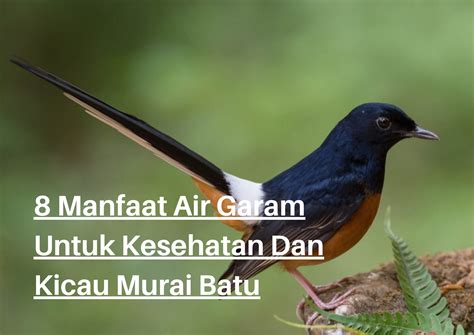 manfaat madu untuk murai batu yang sangat beragam - avesnesia.com