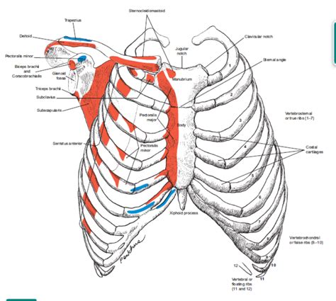 Anatomi Costa Intercostal Muscle Dan Innervasi Sipatilmuku