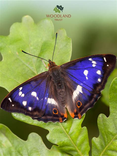 Despite Its Exotic Appearance The Purple Emperor Is As Typical Of Uk Woodland As The Mighty Oak