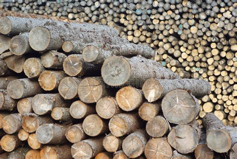 Logs De Madeira Da Pilha Na Jarda Da Serra O Imagem De Stock Imagem