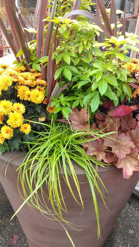Cool Colorful Container Gardens For Chilly Weather — Seattles