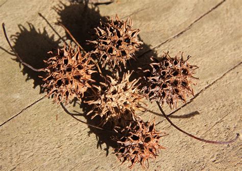 Explorer francisco hernandez claimed it could treat gonorrhea not many people are relying on the tree's sap for curatives these days, but many are dealing with the seed pods. "Witch's Burrs": It is a seed pod from the Sweet Gum Tree ...