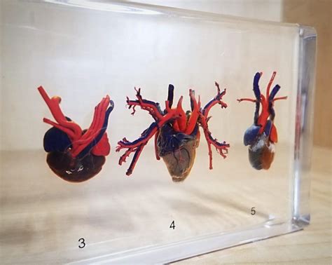 Real Hearts Comparative Hearts In Resin Oddities Curiosities