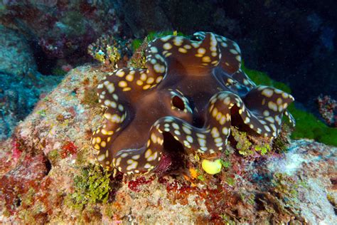Sea Wonder Giant Clam National Marine Sanctuary Foundation