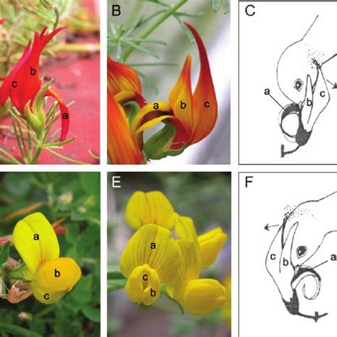 Forms Of Bird Pollinated Flowers A Strelitzia Reginae B Erythrina