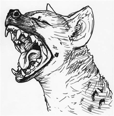 Hyena Tattoo Hyena Sketches