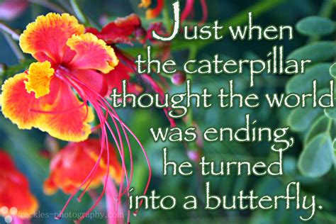 Caterpillar Turning Into Butterfly Quotes Quotesgram